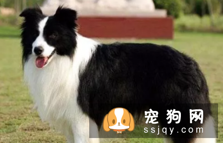 哪种狗最聪明最通人性 狗狗智商排名表