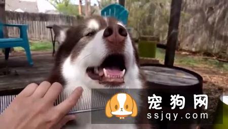 如何给狗狗梳毛，狗狗梳毛方法及注意事项！