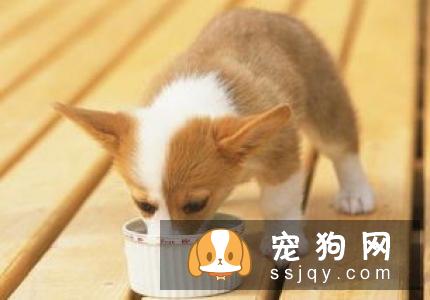 狗狗肠胃不好，很有可能是消化系统疾病