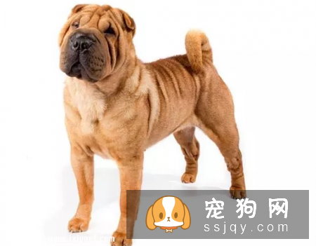 国宝级斗狗，中国沙皮犬应该如何饲养