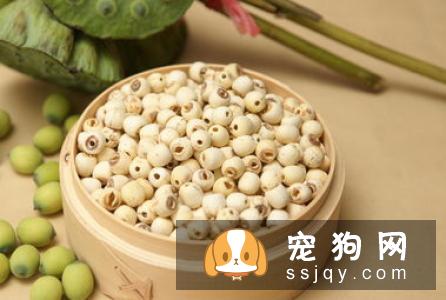 老龄犬该怎么喂养比较好？老龄犬喂食攻略！