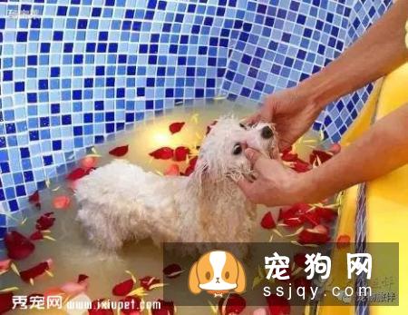 专业宠物SPA，远不止是“泡澡、按摩”那么简单