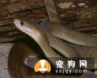 荷兰研究证实给宠物喂食生肉会对宠物造成威胁