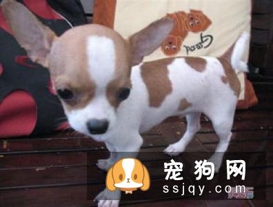 挑选吉娃娃必须掌握的技巧有哪些?-家居装修问答