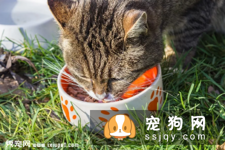 如何为犬猫挑选宠物罐头?
