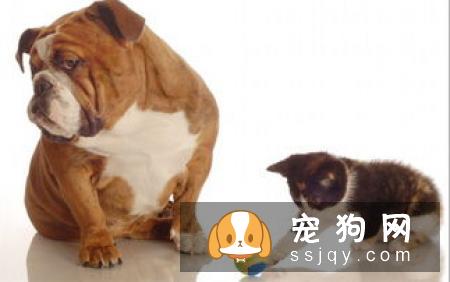 狗狗乱咬东西的行为应该如何改善
