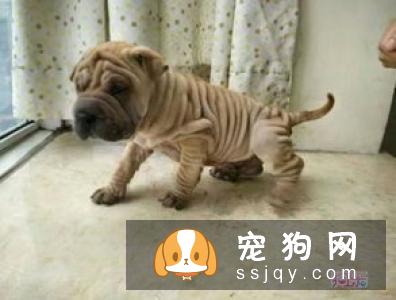 中国各地沙皮犬价格大全,纯种沙皮狗多少钱一只