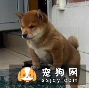 秋田犬容易训练吗 秋田犬最佳训练时期一定不要错过