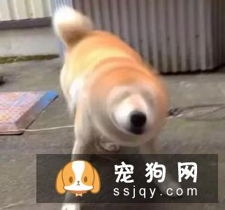 狗狗吃食狼吞虎咽不咀嚼，当心酿成大祸