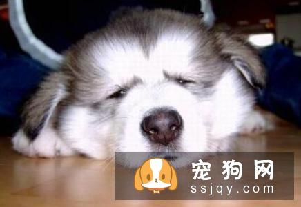 狗狗生病了，主人需要做好这5点
