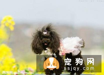 新斯科舍诱鸭寻回犬的性格特征及饲养方式|图片