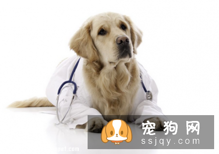 狗狗能不能常吃益生菌，狗狗吃益生菌有什么好处