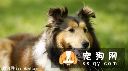 粗毛柯利犬是什么价格,智商高不高_饲养|图片