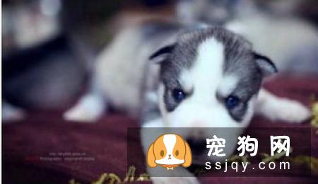 怎么改善狗狗肠胃不好的问题
