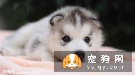 哈士奇狗_哈士奇介绍_哈士奇性格