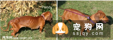 是什么原因导致狗狗胰腺外分泌不足？