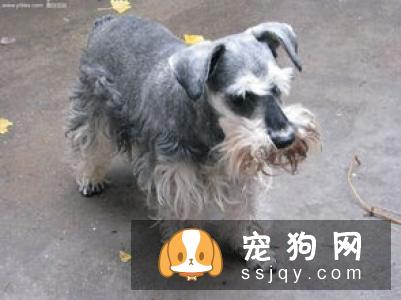 狗狗常见的寄生虫感染