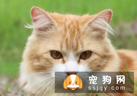 宠物为什么会有泪痕，应该如何祛除