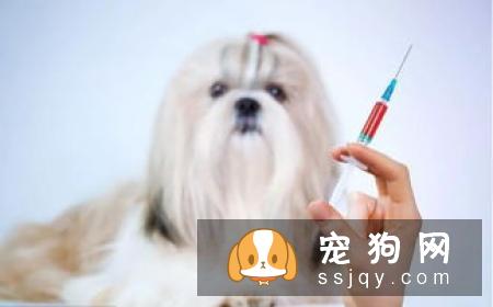 狗狗犬瘟热如何治疗和预防