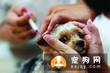 狂犬病/恐水症/疯狗病
