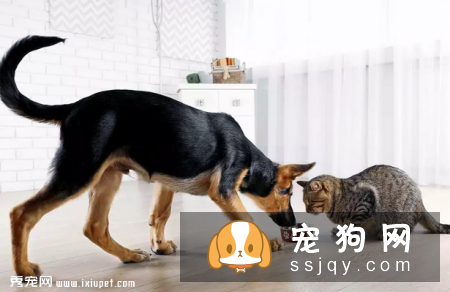 狗狗能不能吃猫粮，狗狗吃猫粮对身体有影响吗?