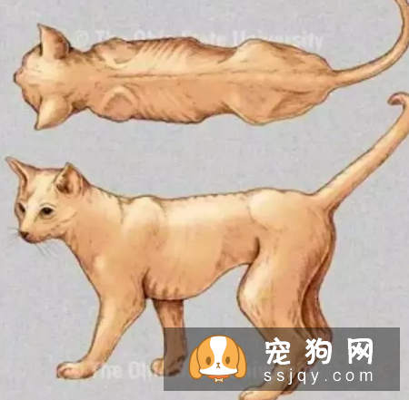 如何判断宠物是否标准?