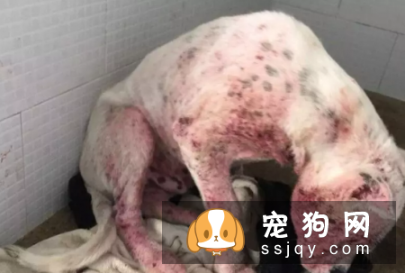 狗狗螨虫病是什么原因引起的？