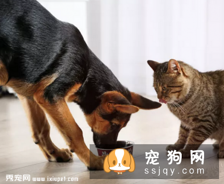 狗狗能不能吃猫粮，狗狗吃猫粮对身体有影响吗?