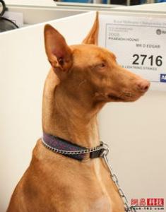 幼年藏獒的日常护理,仔犬出生时已经开始,如初生仔犬的擦拭,固定乳头,保温防冻