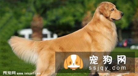 金毛犬不吃狗粮，吃剩饭菜可以吗？