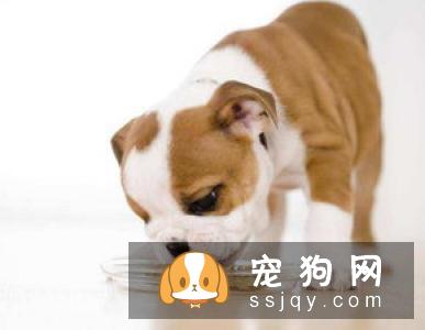 狗狗得了肠胃炎怎么办？狗狗肠胃炎的症状