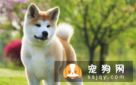 狗狗身体不适时和人一样,吃药会好的更快,贪吃的狗狗