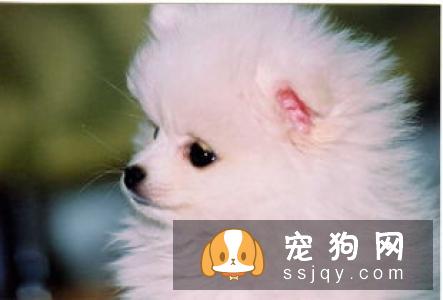巴仙吉犬智商高不高,掉毛怎么样_价格贵吗？