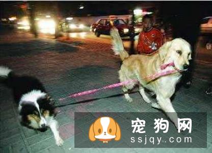 您会摸狗吗?大家可能会说我还不摸狗,这有什么技术含量吗?