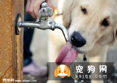 不要恐惧狗狗患糖尿病，来了解一下患病原因和治疗方法吧