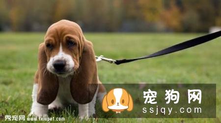 阿图瓦猎犬的饲养方式及外形特征