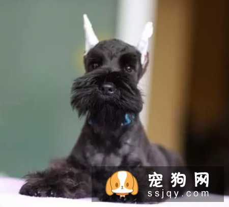 主人认为的让宠物更美丽,实则跟虐待有什么两样?