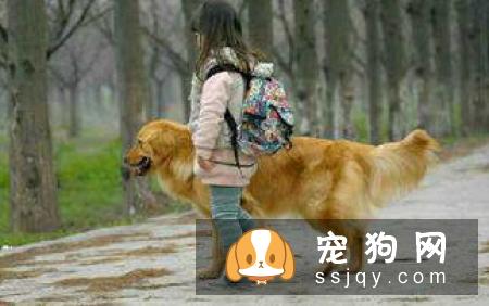 狗狗突然抽搐发抖,很多狗主都会惊慌失措