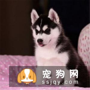 如何快速辨认哈士奇的性格？