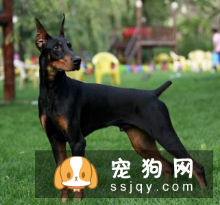 什么狗最聪明最好训? 看看有你家狗狗吗?