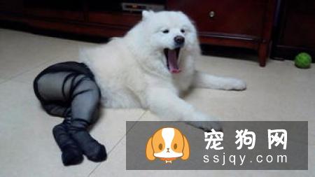 母狗产前 主人需要做好这些准备
