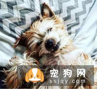 犬的泌尿系统包括肾脏、输尿管、膀胱及尿道