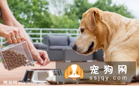 狗狗能不能吃猫粮，狗狗吃猫粮对身体有影响吗?