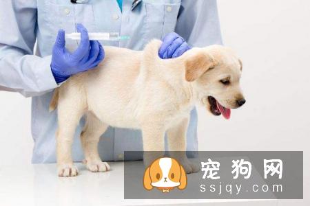 如何给狗狗打疫苗