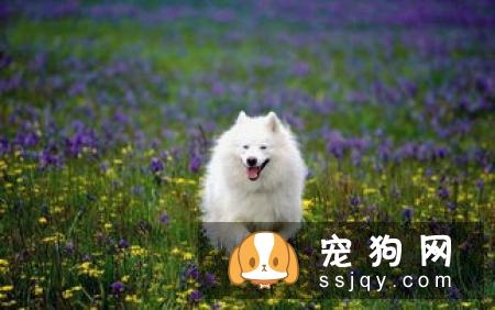 狗狗肠胃不好，很有可能是消化系统疾病