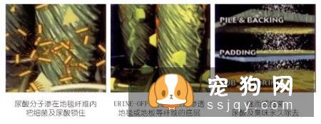 美国Urine off解尿素能有效降低犬钩端螺旋体病毒??
