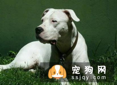 藏獒与其他狗的不同之处