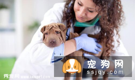 狗狗吐白沫的四大原因_宠物频道