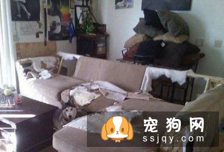 狗狗喜欢咬家具，这些方法可以有效阻止它！