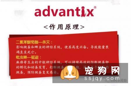 关于狗狗驱虫：闷热潮湿的8月份，是什么1变100？